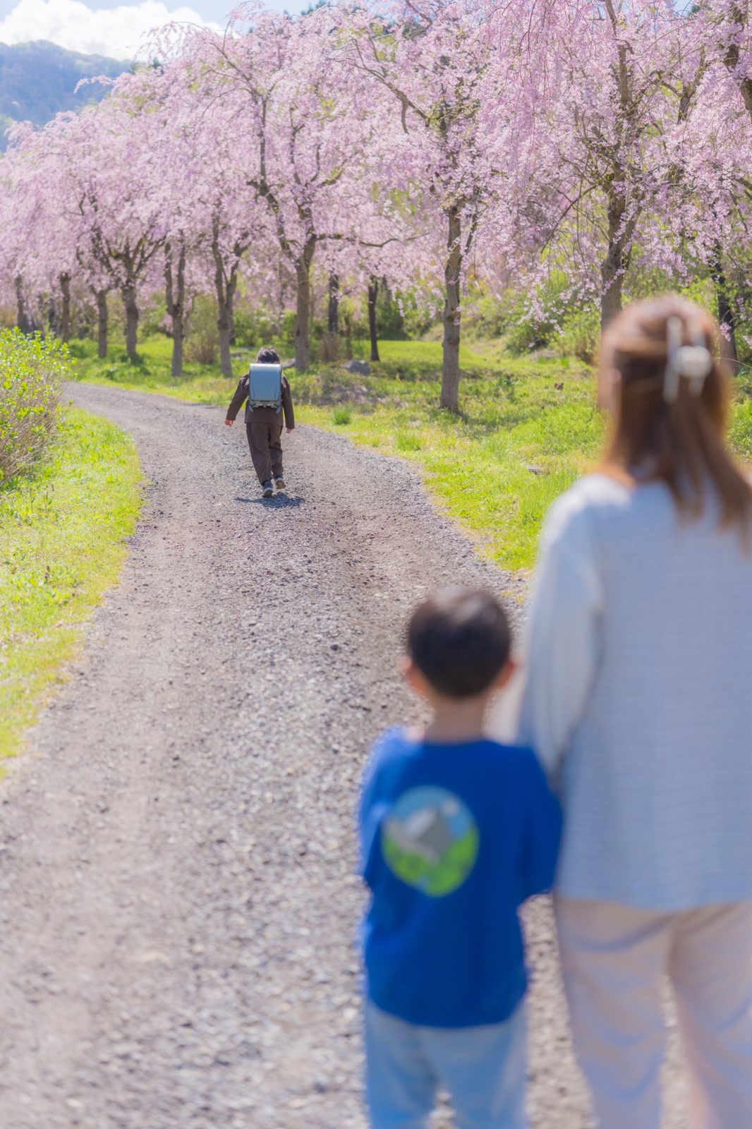桜並木の道を一人で歩いていく新一年生を、家族が見守る